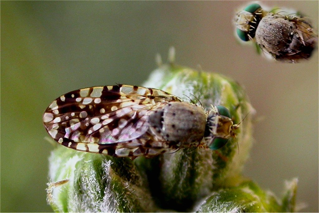 Gli occhi graziosi Tephritis sp.
